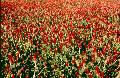 Crimson Clover / Trifolium incarnatum